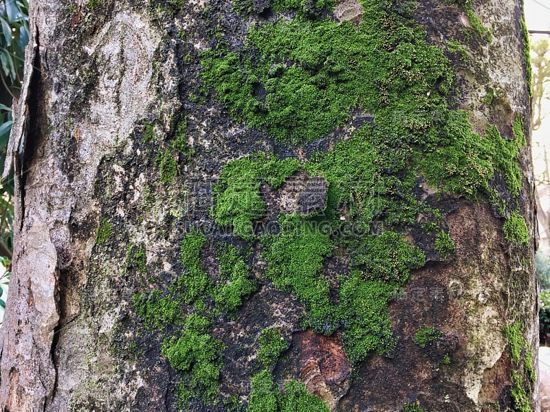 冬天的树和苔藓。这棵树的表达在二月发生了变化。