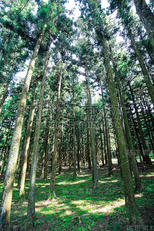 济州岛森林小屋