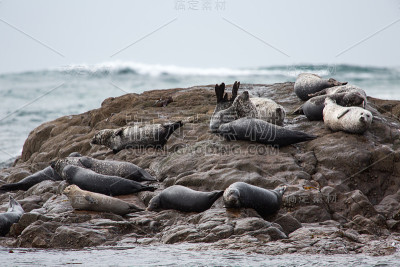 海豹在海上的岩石上