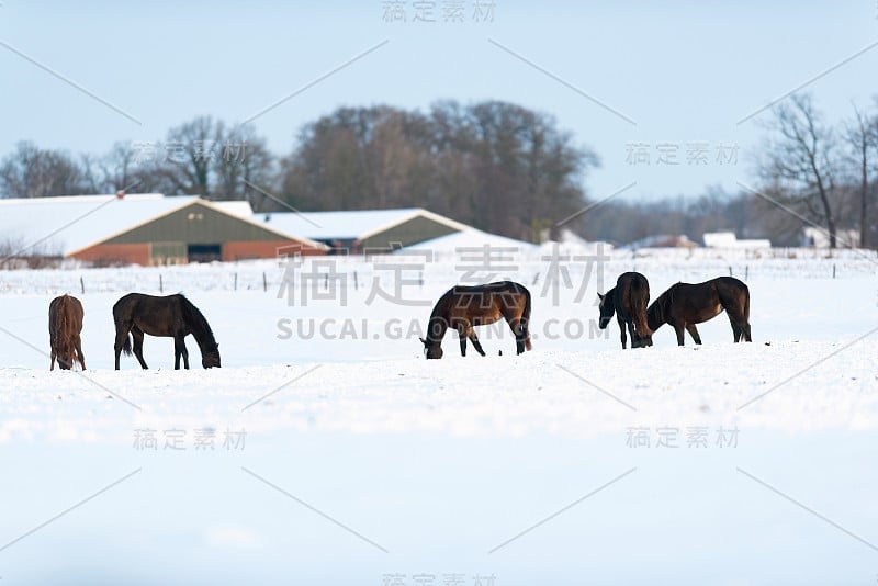 马在雪地里吃草。Geesteren。Achterhoek。格尔德兰。荷兰。