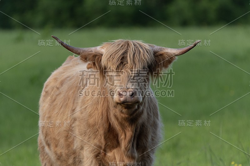 柴郡乡间的一头高地奶牛