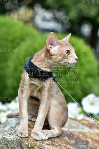 小阿比西尼亚猫色羊怪牵着皮带在院子里散步。宠物在户外散步，在公园里冒险。