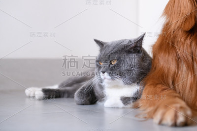 金毛寻回犬和猫