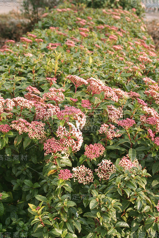 日本小鱼花或日本小鱼花开花