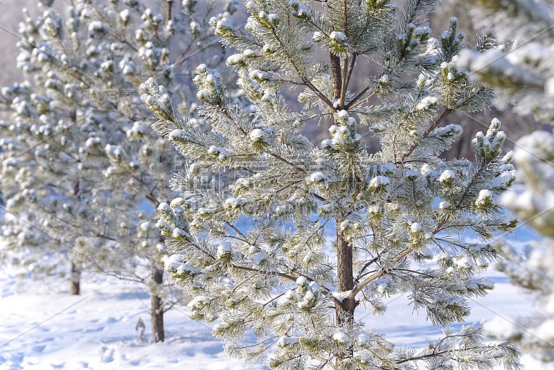 冬天的松树树枝上覆盖着雪。冬季森林中冰冻的树枝。