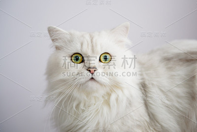 波斯猫