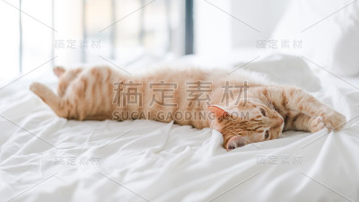 虎斑猫躺在床上