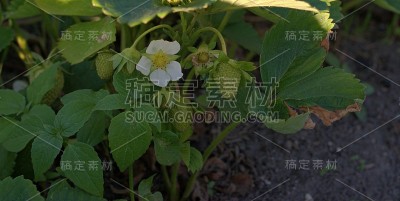 绿色的成熟草莓