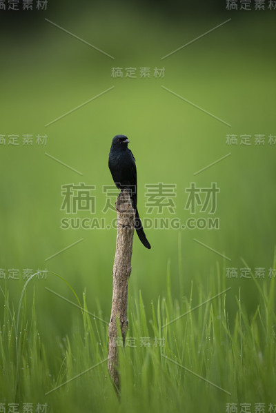 黑燕卷尾