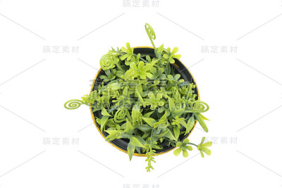 小盆植物