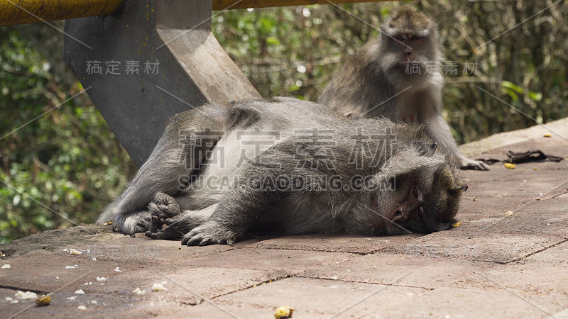 巴厘岛森林里的猴子