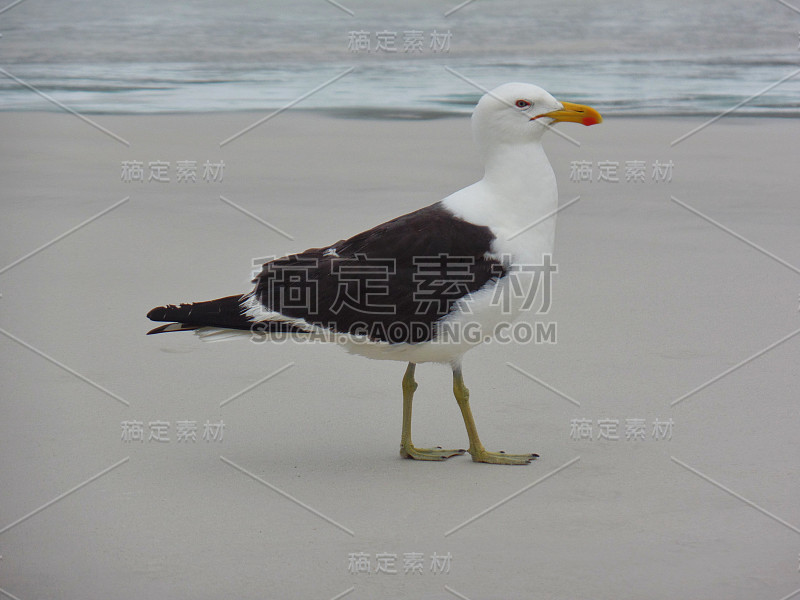 海鸥站在沙滩上，普拉尼哈斯做Pontal海滩，阿拉亚尔做卡波