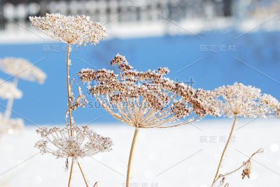 俄罗斯鄂木斯克地区，植物被雪覆盖