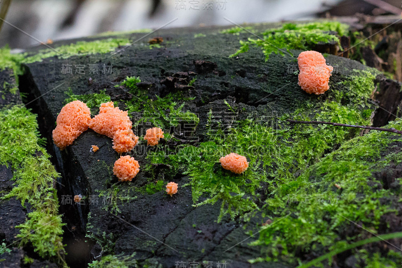 木材(Lycogala epidendrum)