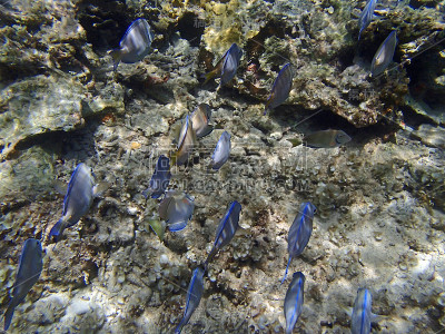 加勒比海潜水