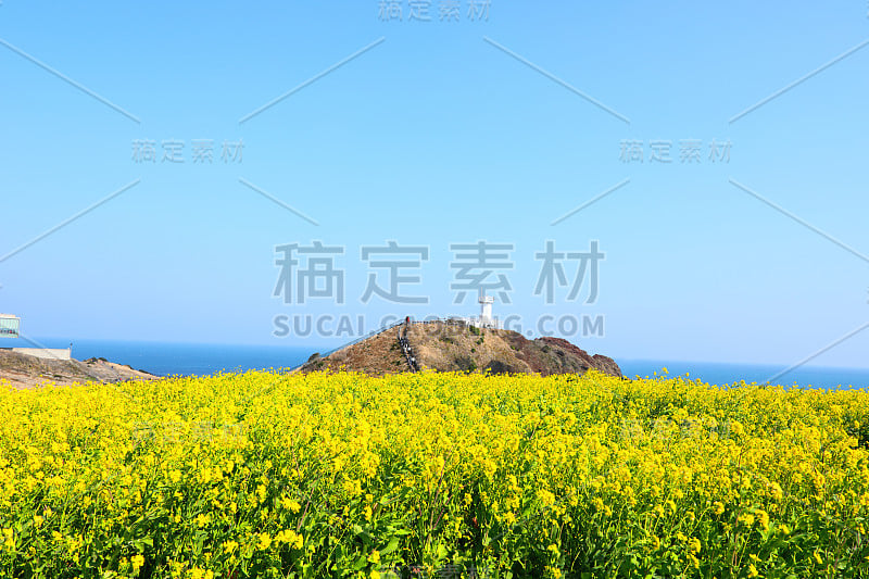 素曲，油菜花，春天，海岸，