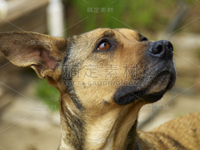 狗