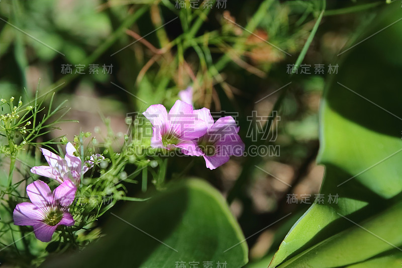 粉红色的柳花