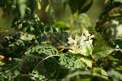白花马萝卜树