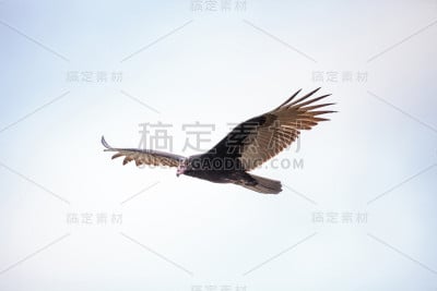 火鸡秃鹫宣泄光环