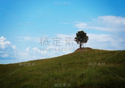 从南达科塔州卡斯特公园的道路上看，斜坡上的一棵孤独的树。