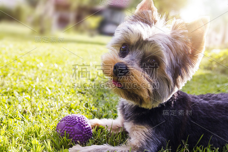 小狗约克郡犬和玩具