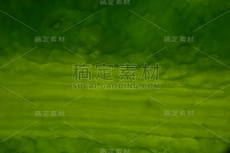 用显微镜观察植物细胞的气孔。