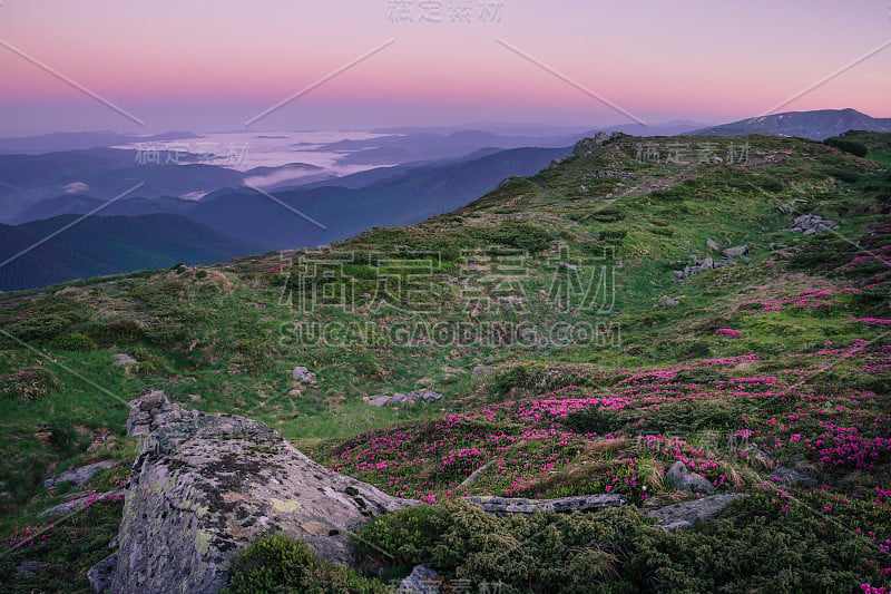 美丽的山景与盛开的杜鹃花