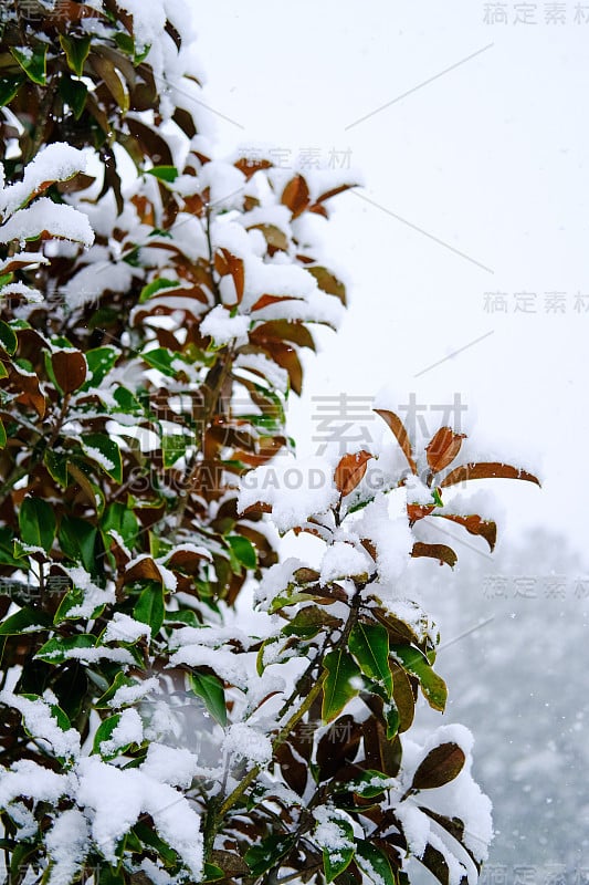 冬季灌木上的雪花