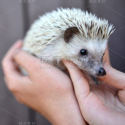 刺猬