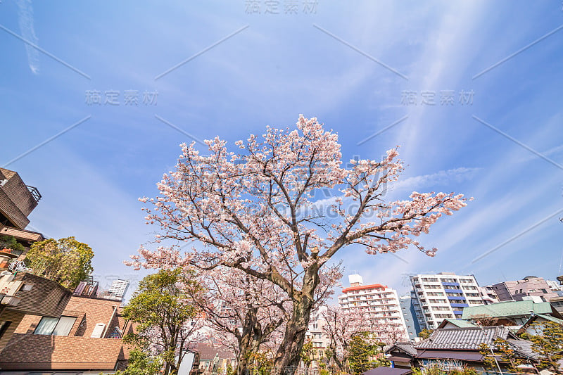 城市的樱桃树