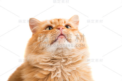 红色的猫