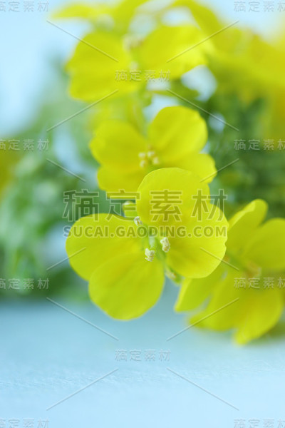 菜花或卷心菜(菜花)