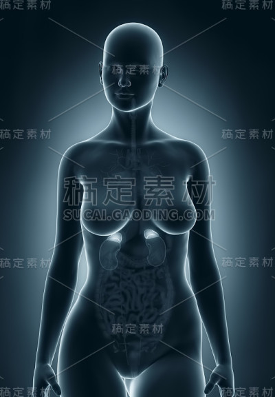 女性的肾上腺解剖学