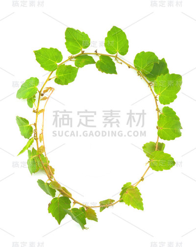 艾薇