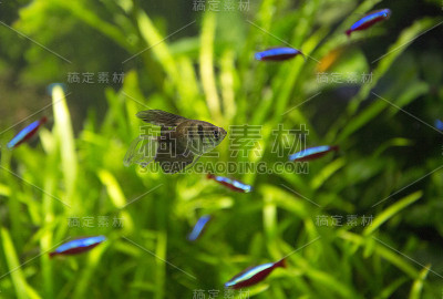 水族馆小鱼