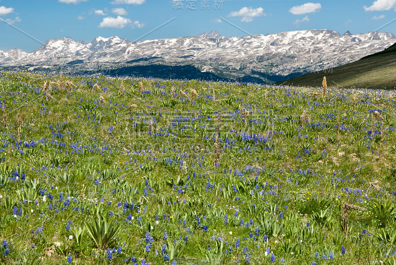 高山野花景观