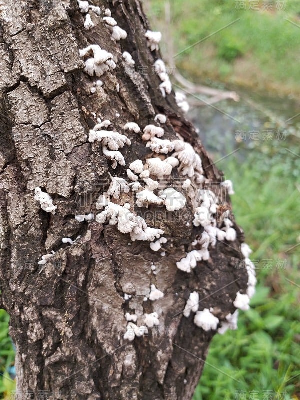 干木皮上的白色蘑菇