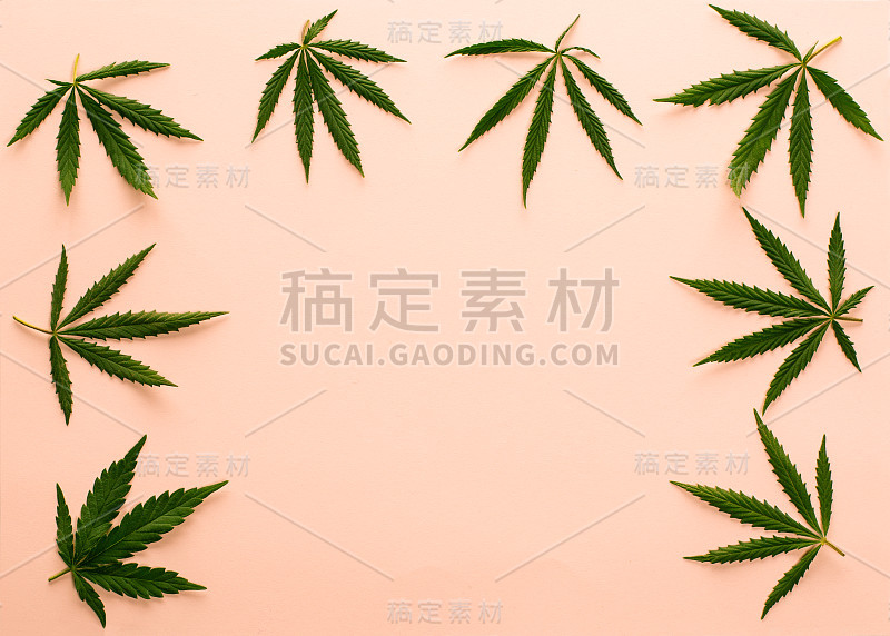 大的新鲜的绿色有机大麻大麻叶子孤立的桃红色背景与复制空间为您的文本