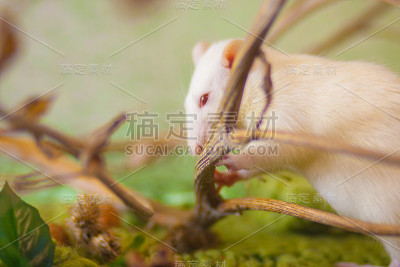 树枝间美丽的白老鼠