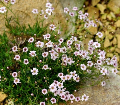 满天星Briquetiana花。