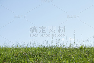 草地，堤坝上的草