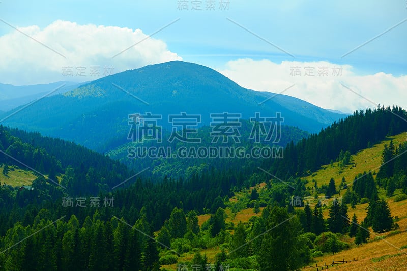 野生自然，喀尔巴阡山的夏季景观，野花和草地，山上云杉，美丽的多云天空