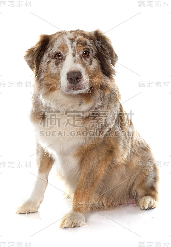 成人的澳大利亚牧羊犬