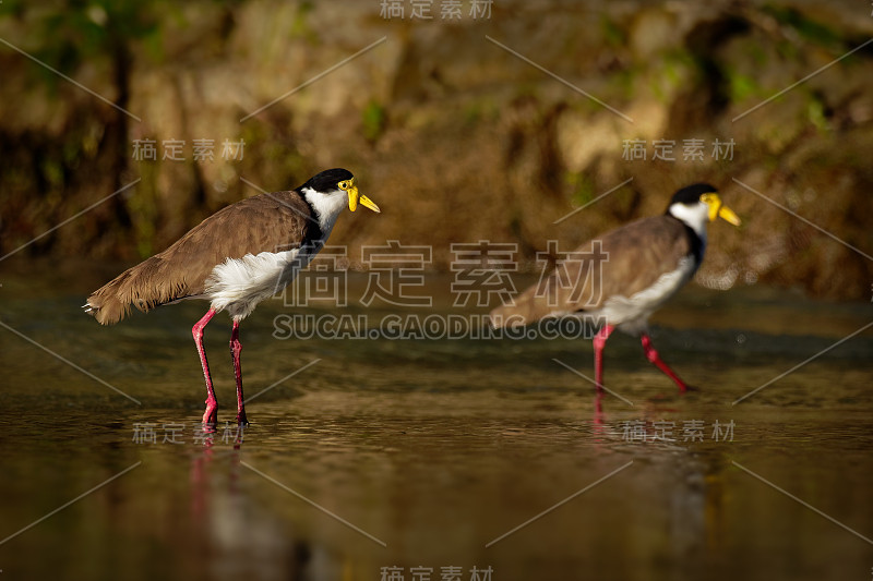 Vanellus miles -蒙面田凫，来自澳大利亚和新西兰的涉禽。水鸟，有黄色的喙，棕色的背和翅