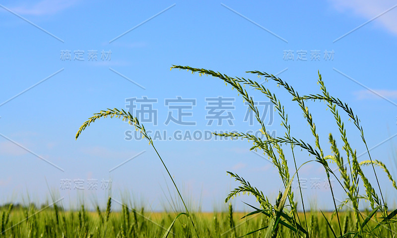 绿色的小麦和黑麦耳朵特写在一个农业领域的蓝天，一个新作物的象征