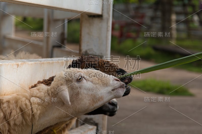 羊在白色的篱笆边吃东西。