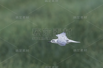 鸥喙燕鸥(geelochelidon nilotica)，原名尼罗燕鸥，是鸥科的一种燕鸥。坦桑尼亚恩