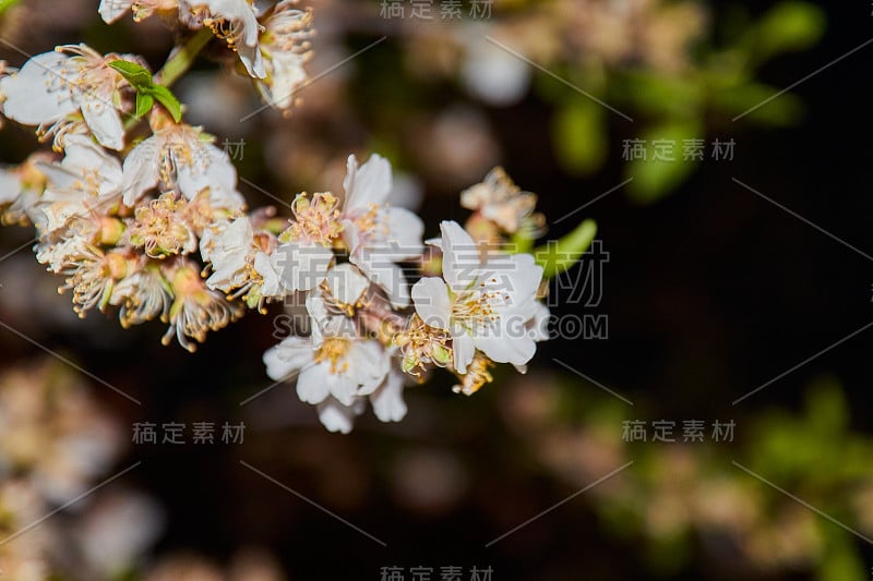 近景的杏树枝与小芽，白色的花和一个老的黑色干果在一个模糊的背景