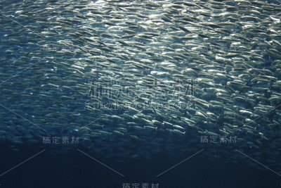 动物:鱼群
